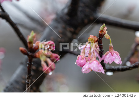 Cherry blossoms seen in the rain at a park in Kurashiki, Okayama Prefecture, Japan Cherry blossoms seen in the rain at a park in Kurashiki, Okayama Prefecture, Japan 124001429
