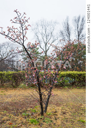 Cherry blossoms seen in the rain at a park in Kurashiki, Okayama Prefecture, Japan 124001441
