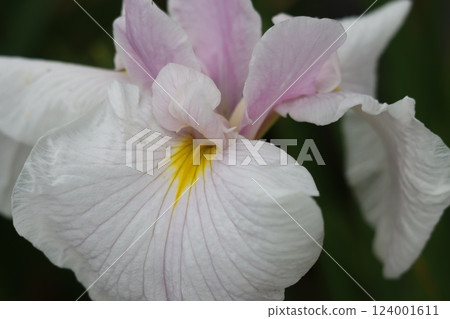 綏爛的鳶尾花 - 第 3 部分 124001611