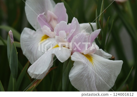 The gorgeous blooming iris flower - Part 4 The gorgeous blooming iris flower - Part 4 124001612