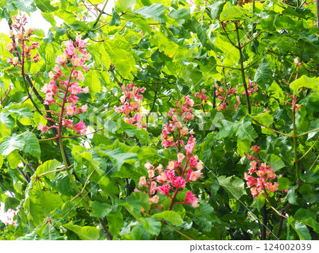 紅花花 124002039