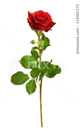 Red fresh rose flower and bud with green leaves isolated Red fresh rose flower and bud with green leaves isolated 124002173