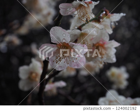 Plum blossoms with dew still remaining Plum blossoms with dew still remaining 124002192