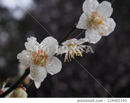 Plum blossoms with dew still remaining 124002193