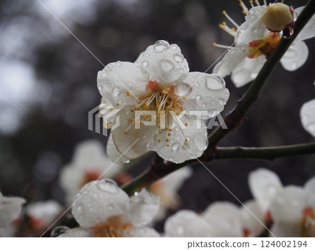 Plum blossoms with dew still remaining Plum blossoms with dew still remaining 124002194