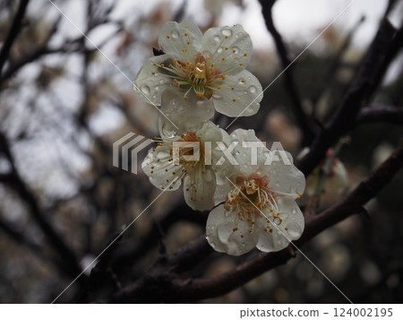 Plum blossoms with dew still remaining 124002195