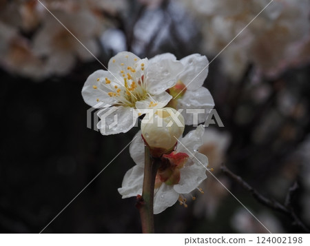 Plum blossoms with dew still remaining 124002198