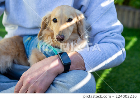 Adult Kaninchen Dachshund playing in the garden 124002216