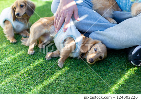 成年 Kaninchen 臘腸犬在花園玩耍 成年 Kaninchen 臘腸犬在花園玩耍 124002220