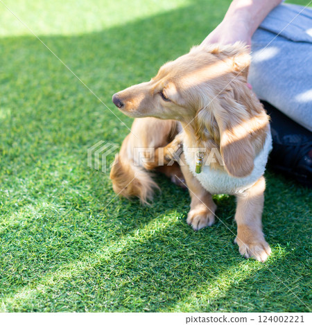 Adult Kaninchen Dachshund playing in the garden 124002221