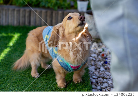 Adult Kaninchen Dachshund playing in the garden 124002225