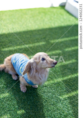 Adult Kaninchen Dachshund playing in the garden 124002231