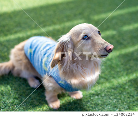 成年 Kaninchen 臘腸犬在花園玩耍 124002234