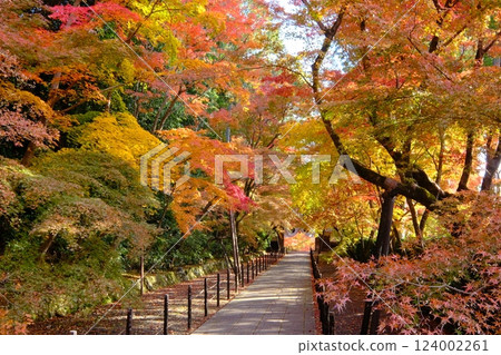 The approach to the Yakuimon Gate of Ao-Komyoji Temple in autumn The approach to the Yakuimon Gate of Ao-Komyoji Temple in autumn 124002261