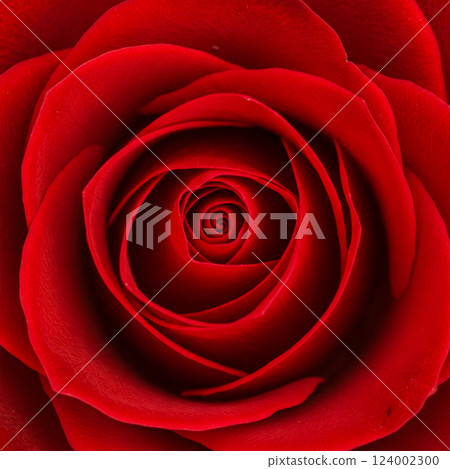 從上面看到的紅玫瑰 124002300