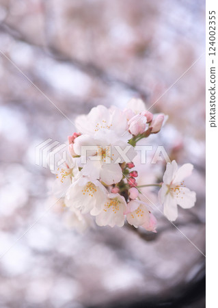 櫻花9791 124002355