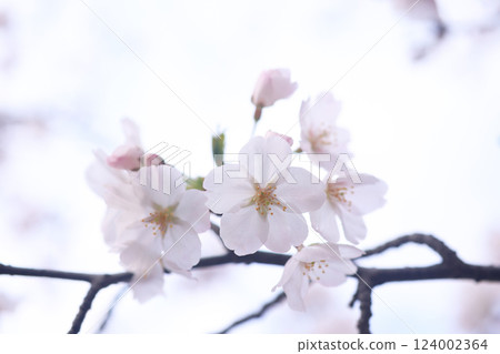 Sakura 9804 124002364