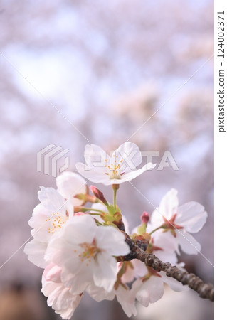 櫻花9815 櫻花9815 124002371