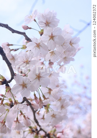 櫻花9819 櫻花9819 124002372