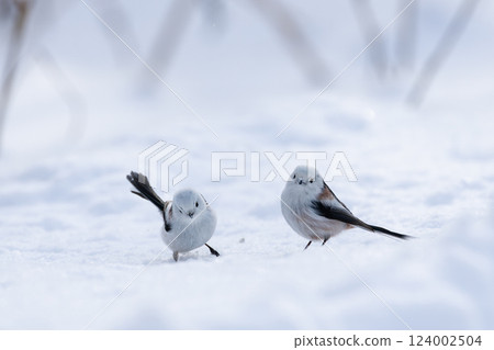 Shimaenaga Shimaenaga 124002504