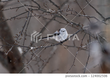 Shimaenaga Shimaenaga 124002506