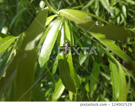 Willow leaf beetle on a willow leaf Willow leaf beetle on a willow leaf 124002529