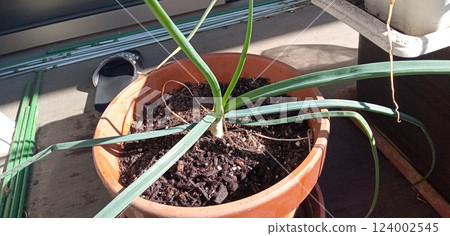 Onions growing in a flowerpot on the balcony 124002545