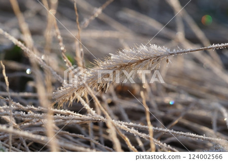 Frost and sparkles on foxtail grass 124002566