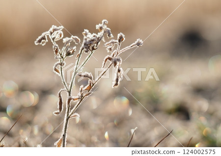 Frost on the grass and sparkles Frost on the grass and sparkles 124002575