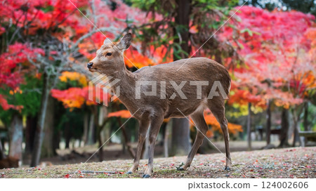 Japanese deer at Nara park by coloful autumn maple leaves, Japan 124002606