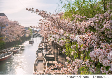 Cherry sakura tunnel at Yanagawa Suigo river with tourist boat 124002609