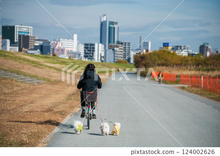 woman bike with 3 Pomeranian dogs at fall, Yodogawa river, Osaka woman bike with 3 Pomeranian dogs at fall, Yodogawa river, Osaka 124002626