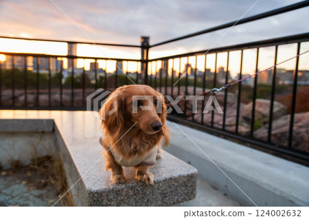 Dachshund dog portrait with city view at dusk from Osaka castle Dachshund dog portrait with city view at dusk from Osaka castle 124002632