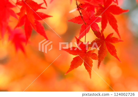 Image of orange autumn leaves Image of orange autumn leaves 124002726