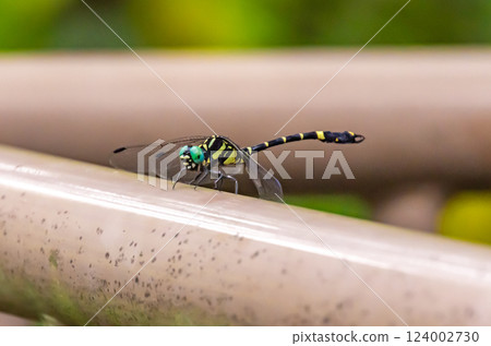 Dragonfly resting its wings 124002730