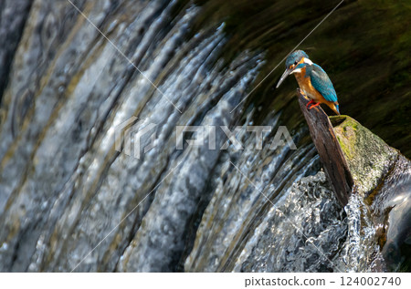 Kingfishes that stop on a perch 124002740