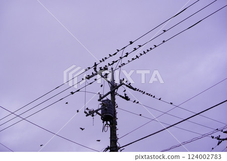 大量鳥類聚集在電線上 124002783