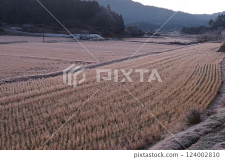 Rice field in the morning when the grass is falling Rice field in the morning when the grass is falling 124002810