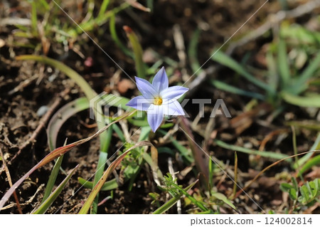 Pale purple flowers of the flowering candida blooming in a spring field Pale purple flowers of the flowering candida blooming in a spring field 124002814