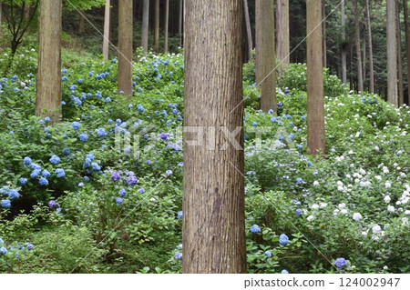 Minamisawa Hydrangea Mountain, hydrangea, Akiruno City, Tokyo 124002947