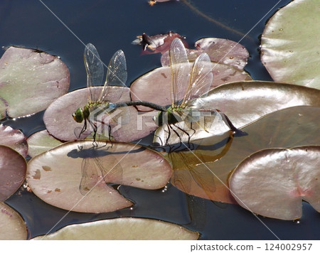 Gin Yamma who is laying eggs 124002957