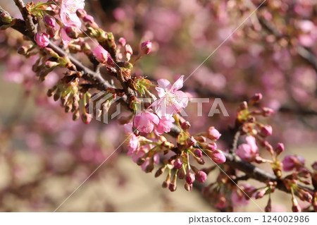 早春公園裡盛開的粉紅河津櫻花 早春公園裡盛開的粉紅河津櫻花 124002986