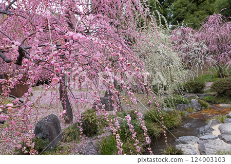 Weeping plums in full bloom 124003103