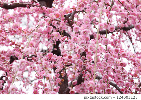 Weeping plums in full bloom 124003123