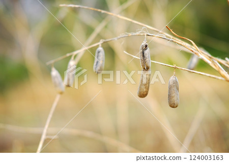 Dry Crotalaria seed plant in natural sunlight 124003163