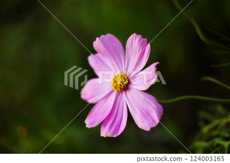 Close up blooming a pink cosmos flower and pollen in a meadow of wildflower with sunny on summer in tropical garden. Copy space Close up blooming a pink cosmos flower and pollen in a meadow of wildflower with sunny on summer in tropical garden. Copy space 124003165