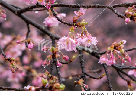 Raindrops on cherry blossom buds - the moment when you feel the coming of spring 124003220
