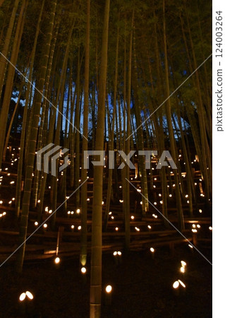 橫濱市港北區荻久城跡、竹燈會、竹林 124003264