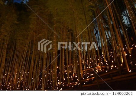 橫濱市港北區荻久城跡、竹燈會、竹林 橫濱市港北區荻久城跡、竹燈會、竹林 124003265