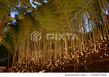 橫濱市港北區荻久城跡、竹燈會、竹林 124003266